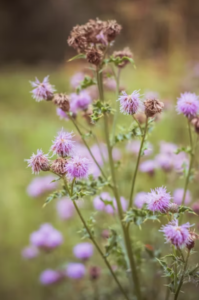 Milk Thistle Plant - a Natural Prostate Supplement