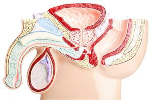 What does a swollen prostate feel like?